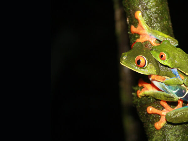 Embárcate en una caminata nocturna por el bosque tropical de La Fortuna y el volcán Arenal. Descubre ranas, tarántulas, serpientes y más con un guía naturalista.