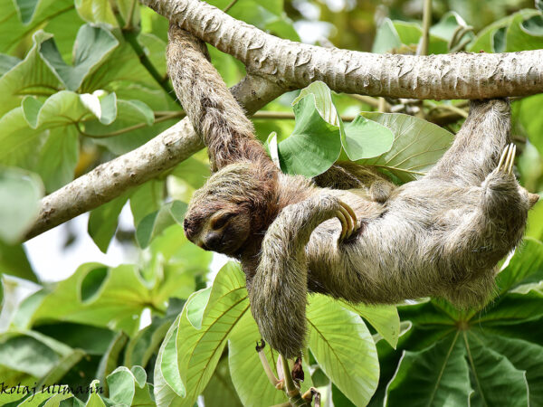 Unique Caño Negro Wildlife Boat Tour