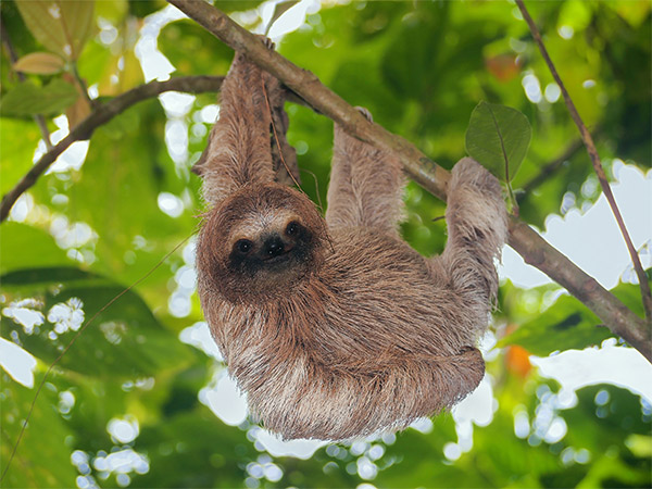 Vida silvestre